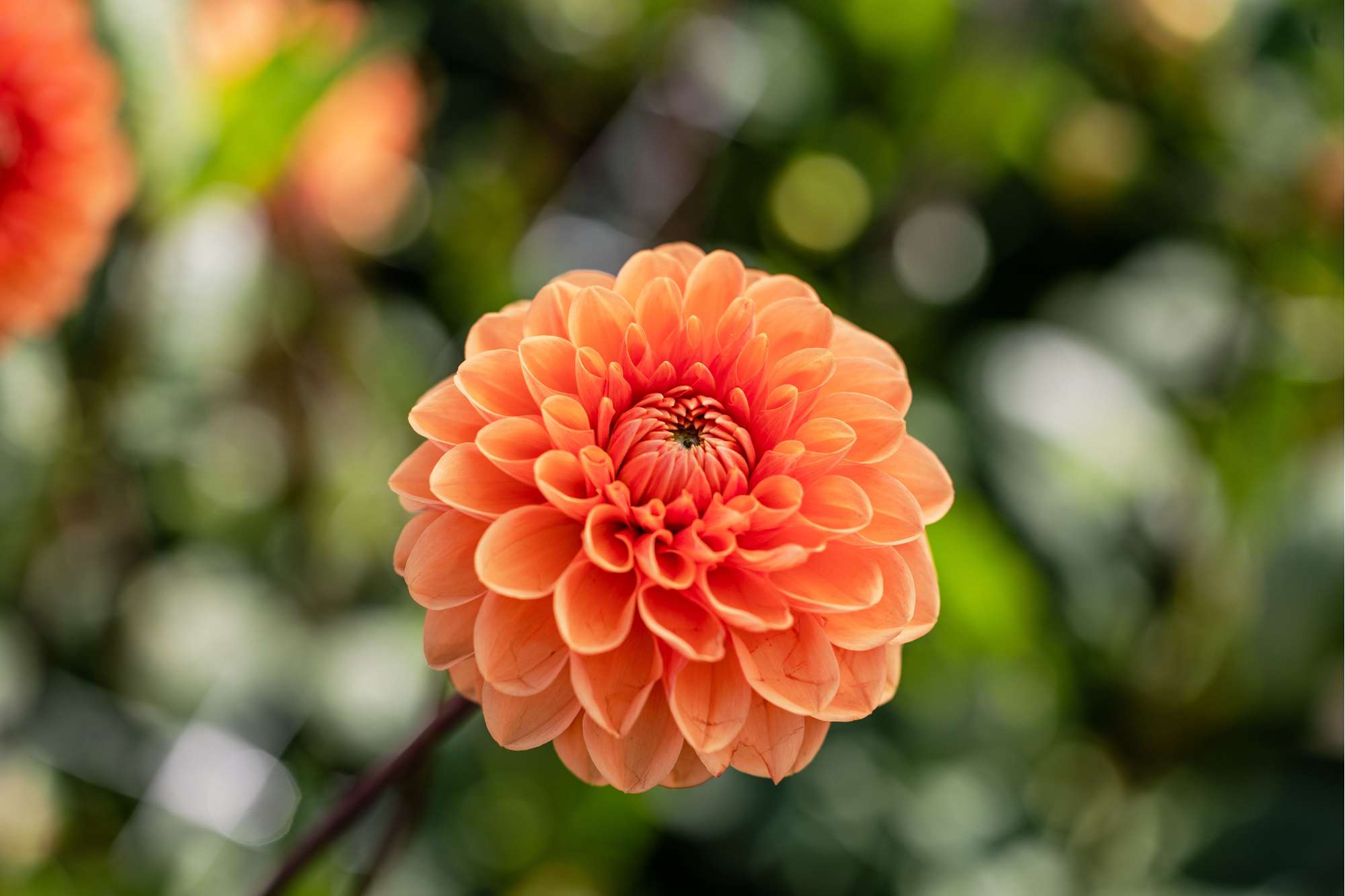 Dahlia 'Sylvia'